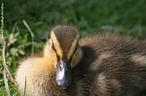 So aves geralmente menores que os gansos e cisnes, podem ser encontrados tanto em gua doce como salgada, alimentam-se de vegetao aqutica, moluscos e pequenos invertebrados e algumas espcies so aves migradoras. </br></br> Palavra-chaves: pato, ave, habitat, biodiversidade, zoologia.