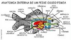 Peixe sseo