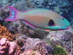 Peixe-papagaio  o nome comum dado aos peixes perciformes da famlia Scaridae. So muito abundantes em zonas de recife no Mar Vermelho, Oceano Atlntico e Indo-Pacfico. </br> Imagem: <em>Cetoscarus bicolor</em>. </br></br> Palavra-chaves: actinoptergeo, nadadeiras sustentadas por raios, vertebrados, peixes sseos, peixe-papagaio.