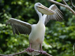 A principal caracterstica do pelicano  o longo pescoo que contm uma bolsa na qual armazena o alimento. Assim como a maioria das aves aquticas, possui os dedos unidos por membranas. Os pelicanos so encontrados em todos os continentes, exceto na Antrtida. Eles podem chegar a medir 3 metros de uma asa a outra e pesar 13 kg, sendo que os machos so normalmente maiores e possuem o bico mais longo do que as fmeas. Praticamente possuem uma dieta voltada aos peixes. Geralmente estabelecem dois ou trs ovos em maro ou abril. A incubao dura 28 a 30 dias. Eles alimentam as suas crias por regurgitao. A maturidade sexual  atingida ao fim de dois a cinco anos. </br></br> Palavra-chaves: pelicano, habitat, ave aqutica.