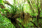 As bromlias no so parasitas, na natureza, aparecem como epfitas: simplesmente apoiando-se em outro vegetal para obter mais luz e mais ventilao. </br></br> Palavra-chaves: planta epfita, bromlias, botnica, biodiversidade.