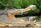 Associao bilateral entre espcies diferentes, na qual ambas se beneficiam. Contudo, tal associao no  obrigatria, podendo cada espcie viver isoladamente. Assim, o pssaro palito se alimenta dos restos de alimento e parasitas nos dentes do crocodilo africano enquanto este dorme, fazendo digesto de boca aberta. Bom para o pssaro, pelo petisco e bom para o crocodilo, pela higiene e sade. </br></br> Palavra-chaves: relaes ecolgicas, relaes interespecficas harmnicas, protocooperao.