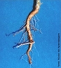 Raiz tpica das angiospermas dicotiledneas. </br></br> Palavra-chaves: raiz axial, angiospermas, dicotiledneas, botnica, biodiversidade.