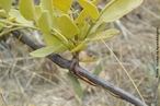 So razes de plantas parasitas, que penetram no caule de uma planta hospedeira, sugando-lhe a seiva. </br></br> Palavra-chaves: razes sugadoras, haustrios, plantas, parasitas, botnica.