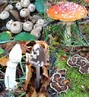 Este reino  formado por organismos, denominados fungos, que pertencem ao domnio Eukariota. Fazem parte do Reino Fungi aproximadamente 70 mil espcies, desde grandes como os cogumelos at microscpicas como os bolores e leveduras. </br></br> Palavra-chaves: reino fungi, fungos, parasitas, esprios, doenas, penicilina, medicamentos, alimentos.