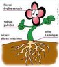 O Reino Plantae compreende seres eucariontes, pluricelulares, autotrficos, que realizam fotossntese. A exemplo dos animais, o organismo vegetal  constitudo por clulas. Contudo, sua organizao  bastante diferente. Se seus rgos tm funes paralelas s dos sistemas animais, o mesmo no pode se dizer da sua estrutura. Em relao aos animais falamos em sistemas digestrio, respiratrio, reprodutor, etc.; no que diz respeito s plantas, tratamos de rgos: a raiz, o caule, a folha, a flor, o fruto e a semente. </br></br> Palavra-chaves: reino plantae, autotrficos, eucariontes, flor, folha, fotossntese, funo, rgo, pluricelulares, raz, seiva.