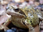 Anfbio da ordem Anura, possui membranas interdigitais pouco desenvolvidas, pele seca e rugosa, vivem em lugares midos e perto de fontes de gua, existem cerca de 4.800 espcies de sapos catalogados. </br></br> Palavra-chaves: anfbio, sapo, anuros, habitat, biodiversidade, zoologia.