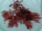Reino Protista. Classe das Algas. Espcie Rhodophytas, pluricelulares, no so classificadas como plantas porque no formam tecidos com funes especializadas. </br></br> Palavra-chaves: rodfita, alga vermelha, reino protista, biodiversidade.