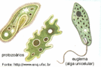 Os protozorios so, na grande maioria, aquticos, vivendo nos mares, rios, tanques, aqurios, poas, lodo e terra mida. H espcies mutualsticas e muitas so parasitas de invertebrados e vertebrados. Eles so organismos microscpicos, mas h espcies de 2 a 3 mm. Alguns formam colnias livres ou ssseis.  Muitos protozorios apresentam orgnulos especializados em determinadas funes, da serem funcionalmente, semelhantes aos rgos. Suas clulas, no entanto, podem ser consideradas pouco especializadas, j que realizam, sozinhas, todas as funes vitais dos organismos mais complexos, como locomoo, obteno do alimento, digesto, excreo, reproduo. Nos seres pluricelulares, h diviso de trabalho e as clulas tornaram-se muito especializadas, podendo at perder certas capacidades como digesto, reproduo e locomoo. <br /><br /> Palavras-chave: protozorios, euglena, paramecium, ameba, unicelulares.