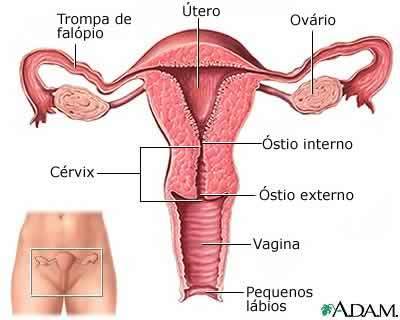 Aparelho reprodutor feminino de serpente, evidenciando os ovários