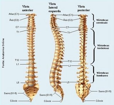 A coluna vertebral se estende desde a base do crânio até a extremidade caudal do tronco. É constituída de 33 ou 34 vértebras superpostas e intercaladas por discos intervertebrais. As vértebras sacras soldam-se entre si, constituindo um único osso sacro, assim como as coccígeas, que formam o cóccix. Superiormente, articula-se com o osso occipital e inferiormente, com o Ilíaco. É dividida em quatro regiões: Cervical, Torácica, Lombar e Sacro-Coccígea.
<br /><br />
Palavras-chave: osso humano, esqueleto, coluna vertebral.