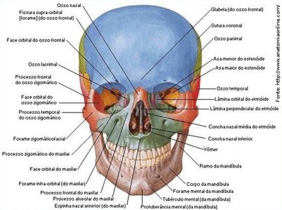 Maxilar (mandíbula) - função, partes, localização e ossos - Anatomia