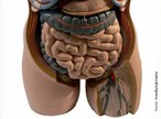 É a parte inferior do tronco entre o tórax e a pelve, maior cavidade que existe no corpo humano, onde estão localizados vários órgãos. <br /><br /> Palavras-chave: abdômen, tronco, tórax, pelve, cavidade, corpo humano, sistemas biológicos, órgãos, anatomia.