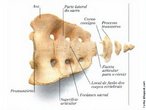 O sacro tem a forma de uma pirâmide quadrangular com a base voltada para cima e o ápice para baixo. Articula-se superiormente com a 5ª vértebra lombar e inferiormente com o cóccix. Esse osso nada mais é a fusão de cinco vértebras, que na criança ainda podem estar separadas. </br></br> Palavras-chave: sacro, osso humano, esqueleto. 