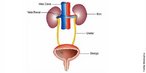 Imagem esquemática do sistema urinário, com a ligação entre os rins e a bexiga. </br></br> Palavras-chave: sistema urinário, órgãos, anatomia, corpo humano, fisiologia.