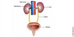Sistema Urinrio