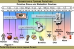 O quadro ilustra o tamanho e forma dos seres vivos. </br></br> Palavras-chave: tamanho, formas relativas, seres vivos, biodiversidade. 