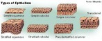 O tecido epitelial reveste e protege as superfcies do organismo. Os epitlios so classificados de acordo com trs fatores: forma (das clulas), estratificao, especializaes. </br></br> Palavras-chave: tecido epitelial, clulas, epitlio. 