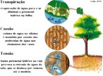 Teoria da coeso da gua: a transpirao nas folhas exerce uma presso negativa, que puxa cada vez mais gua para cima. </br></br> Palavras-chave: botnica, fisiologia, coeso da gua.. 