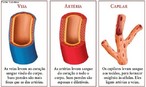 Os vasos sanguneos so de trs tipos bsicos: veias, artrias e capilares.</br> Veias: levam ao corao sangue vindo do corpo. Suas paredes so mais finas que as artrias.</br> Artrias: levam sangue do corao a todo o corpo. Suas paredes so espessas e dilatveis.</br> Os capilares levam sangue aos tecidos, para fornecer oxignio s clulas. Eles ligam artrias e veias. </br></br> Palavras-chave: vasos sanguneos, sistema circulatrio, artrias, arterolas, capilares, vnulas, veias.