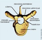 Todas as vértebras apresentam 7 elementos básicos: 1. Corpo: É a maior parte da vértebra. É único e mediano e está voltado para frente é representado por um segmento cilindro, apresentando uma face superior e outra inferior. / 2. Processo Espinhoso: É a parte do arco ósseo que se situa medialmente e posteriormente. / 3. Processo Transverso: São 2 prolongamento laterais, direito e esquerdo, que se projetam transversalmente de cada lado do ponto de união do pedículo com a lâmina. /4. Processos Articulares: São em número de quatro, dois superiores e dois inferiores. São saliências que se destinam à articulação das vértebras entre si. /5. Lâminas: São duas lâminas, uma direita e outra esquerda, que ligam o processo espinhoso ao processo transverso. / 6. Pedículos: São partes mais estreitadas, que ligam o processo transverso ao corpo vertebral. / 7. Forame Vertebral: Situado posteriormente ao corpo e limitado lateral e posteriormente pelo arco ósseo. </br></br> Palavras-chave: osso humano, esqueleto, coluna vertebral, vértebra.
