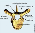 Todas as vrtebras apresentam 7 elementos bsicos: 1. Corpo:  a maior parte da vrtebra.  nico e mediano e est voltado para frente  representado por um segmento cilindro, apresentando uma face superior e outra inferior. / 2. Processo Espinhoso:  a parte do arco sseo que se situa medialmente e posteriormente. / 3. Processo Transverso: So 2 prolongamento laterais, direito e esquerdo, que se projetam transversalmente de cada lado do ponto de unio do pedculo com a lmina. /4. Processos Articulares: So em nmero de quatro, dois superiores e dois inferiores. So salincias que se destinam  articulao das vrtebras entre si. /5. Lminas: So duas lminas, uma direita e outra esquerda, que ligam o processo espinhoso ao processo transverso. / 6. Pedculos: So partes mais estreitadas, que ligam o processo transverso ao corpo vertebral. / 7. Forame Vertebral: Situado posteriormente ao corpo e limitado lateral e posteriormente pelo arco sseo. </br></br> Palavras-chave: osso humano, esqueleto, coluna vertebral, vrtebra.