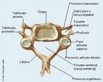 Apresenta um forame no processo transverso chamado forame transverso ou forame da artéria vertebral. </br></br> Palavras-chave: osso humano, esqueleto, coluna vertebral, vértebra cervical.