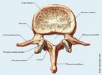 Apresenta um processo transverso bem desenvolvido chamado apêndice costiforme. Pode ser diferenciado também por não apresentar forame no processo transverso e nem a fóvea costal. </br></br> Palavras-chave: osso humano, esqueleto, coluna vertebral, vértebra lombar.