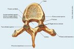 Apresenta uma faceta articular para as costelas (fóvea costal) no corpo vertebral e no processo transverso. </br></br> Palavras-chave: osso humano, esqueleto, coluna vertebral, vértebra torácica.