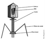 Vrus  Bacterifago