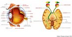 Esquema que ilustra a anatomia do olho humano. </br></br> Palavras-chave: visão, olho, anatomia, sistema sensorial. 