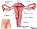 O sistema reprodutor feminino é formado pelas gônadas (ovários) que produzem os óvulos, as tubas uterinas, que transportam os óvulos do ovário até o útero e os protege, o útero, onde o embrião irá se desenvolver caso haja fecundação, a vagina e a vulva. <br /><br /> Palavras-chave: Sistema reprodutor feminino. Reprodução.