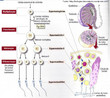 A espermatognese, por sua vez,  o processo de formao de espermatozoides maduros. Este processo inicia-se na puberdade e prolonga-se por toda a vida do homem. A espermatognese divide-se em quatro fases: multiplicao, crescimento, maturao e diferenciao (ou espermiognese). Este processo d-se da periferia do tbulo seminfero para o lmen do tbulo seminfero (centro). As espermatognias (2n), clulas germinativas, dividem-se atravs da mitose um elevado nmero de vezes (Fase da Multiplicao). Cada espermatognia ao crescer d origem ao espermatcito I (2n) (Fase do Crescimento). Cada espermatocito I, por sua vez, sofre meiose I e d origem a 2 espermatcitos II (n) e estes, posteriormente, sofrem meiose II dando origem, cada um, a 2 espermatdeos (n) (Fase da Maturao). Estes espermatdeos sofrem um conjunto de transformaes, entre as quais, diferenciao de um flagelo e perda de grande parte do citoplasma, transformando-se em espermatozoides (n).  No interior dos tbulos seminferos encontram-se as clulas de Sertoli. Estas clulas do suporte aos esmatozoides nos seus vrios estados de formao a nvel nutritivo. Entre os tbulos seminferos situam-se as clulas de Leydig, responsveis pela produo de testosterona.<br /><br /> Palavras-chave: Espermatognese. Espermatozides. Sistema Reprodutor Masculino.