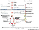 A ovognese  o processo da gametognese feminina, no qual, atravs de uma sequncia de eventos, as ovognias so transformadas em ovcitos maduros. <br /><br / > Palavras-chave: Ovognese. Sistema Reprodutor Feminino. Gametognese.