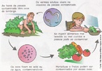  uma verminose causada por um parasita chamado <em>Ascaris lumbricoides</em>.  a verminose intestinal humana mais disseminada no mundo. A contaminao acontece quando h ingesto dos ovos infectados do parasita, que podem ser encontrados no solo, gua ou alimentos contaminados por fezes humanas. O nico reservatrio  o homem. Se os ovos encontram um meio favorvel, podem contaminar durante vrios anos. <br /><br /> Palavras-chave: ascaridase, <em>Ascaris lumbricoides</em>, parasitose, alimentao, sade, higiene.