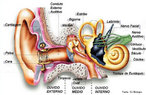 Os ouvidos além da função de perceberem os sons, também dão informações sobre a posição do corpo, sendo parcialmente responsável pelo equilíbrio. O pavilhão auditivo (orelha externa) concentra e capta o som além de auxiliar na diferenciação dos sons vindos de diferentes fontes, como do mar, de um automóvel, os sons fortes e os fracos, os graves e os agudos. <br /><br /> Palavras-chave: audição, sistema auditivo, orelhas.