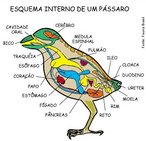 As aves constituem uma classe de animais vertebrados, bpedes, homeotrmicos, ovparos, caracterizados principalmente por possurem penas, apndices locomotores anteriores modificados em asas, bico crneo e ossos pneumticos. A imagem  um esquema da anatomia interna de um pssaro. <br /><br /> Palavras-chave: anatomia interna, aves, pssaro, vertebrados.