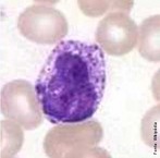 Tipo de leuccito do sangue com grnulos que coram fortemente pelos corantes bsicos. Os basfilos so os glbulos brancos menos numerosos, constituindo, geralmente, menos de um por cento da quantidade total de leuccitos. Apresentam ncleo lobado com duas ou trs constries e o seu citoplasma claro apresenta grnulos. O seu dimetro varia em os 8 e 10 micrmetros e existem cerca de 20 a 50 por mililitro cbico de sangue. A sua durao varia entre os 3 e 7 dias e libertam heparina e histamina. <br /><br /> Palavras-chave: basfilo, sangue, leuccitos, glbulos brancos.