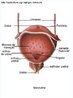 Sistema Urinário - Bexiga: faz parte das vias urinárias, tem o formato de uma bolsa muscular onde se acumula urina antes de ser expelida ao exterior. <br /><br /> Palavras-chave: bexiga, sistema urinário, corpo humano, anatomia. 