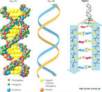 So compostos qumicos sintetizados por seres vivos, e que participam da estrutura e do funcionamento da matria viva. So, na sua maioria, compostos orgnicos, cujas massas so formadas em 97% de C, H, O e N (Carbono, Hidrognio, Oxignio e Nitrognio). Ou seja, so as protenas, glicdios, lipdios, DNA, etc. O elemento principal  o carbono, pois  capaz de formar quatro ligaes. <br /><br /> Palavras-chave: biomolculas, macromolculas, compostos orgnicos, protenas, cidos nuclicos, carboidratos, lipdios. sistemas biolgicos.