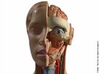 Ilustra a cabeça e algumas partes internas como veias, artérias e músculos. <br /><br /> Palavras-chave: cabeça, corpo humano, sistemas biológicos, órgão, anatomia.