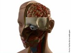 Ilustra a cabeça e algumas partes internas como veias, artérias e músculos. <br /><br /> Palavras-chave: cabeça, corpo humano, sistemas biológicos, órgão, anatomia.