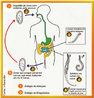 <em>Enterobius vermiculares</em>: ciclo de vida