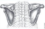 Cintura escapular, na anatomia, é a porção mais elevada do membro superior, composta pela escápula (também chamada de omoplata) e pela clavícula, conectados entre si por meio de ligamentos. <br /><br /> Palavras-chave: cintura escapular, escápula, clavícula, osso humano.