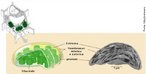 Cloroplasto  a organela onde se realiza a fotossntese, ou seja,  uma organela presente nas clulas das plantas e outros organismos fotossintetizadores, como as algas e alguns protistas. Possui clorofila, pigmento responsvel pela sua cor verde. <br /><br /> Palavras-chave: cloroplasto, algas, clorofila, fotossntese, organela, protistas.