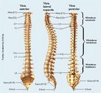 Coluna Vertebral