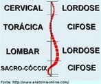 Numa vista lateral, a coluna apresenta vrias curvaturas consideradas fisiolgicas. <br /> - Lordose Cervical: convexidade voltada anteriormente. <br /> - Cifose Torcica: convexidade voltada posteriormente. <br /> - Lordose Lombar: convexidade voltada anteriormente. <br /> - Cifose Sacral: convexidade voltada posteriormente. <br /> Numa vista anterior ou posterior, adotando-se como plano de orientao o plano sagital, a coluna vertebral no apresenta nenhuma curvatura. Quando ocorre alguma curvatura neste plano chamamos de Escoliose e est caracterizada uma doena que requer tratamento, ou seja, no  normal ou fisiolgico. <br /><br /> Palavras-chave: osso humano, esqueleto, coluna vertebral.