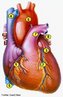 A imagem representa as seguintes partes do coração: <br /> 1 - Coronária Direita <br /> 2 - Coronária Descendente Anterior Esquerda <br /> 3 - Coronária Circunflexa Esquerda <br /> 4 - Veia Cava Superior <br /> 5 - Veia Cava Inferior <br /> 6 - Aorta <br /> 7 - Artéria Pulmonar <br /> 8 - Veias Pulmonares <br /><br /> Palavras-chave: coração, sistema cardiovascular.