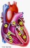 A imagem representa as seguintes partes do corao: <br /> 9 - trio Direito <br /> 10 - Ventrculo Direito <br /> 11 - trio Esquerdo <br /> 12 - Ventrculo Esquerdo <br /> 13 - Msculos Papilares <br /> 14 - Cordoalhas Tendneas <br /> 15 - Vlvula Tricspide <br /> 16 - Vlvula Mitral <br /> 17 - Vlvula Pulmonar <br /><br /> Palavras-chave: corao, sistema cardiovascular.