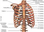 So ossos alongados, em forma de semi-arcos, que se articulam com as vrtebras e com o esterno. O ser humano possui 12 pares de costelas classificas em: Verdadeiras: so 7 pares de costelas que se articulam diretamente com o esterno atravs das cartilagens costais. Ressaltando que so as 7 primeiras costelas; Falsas: 3 pares, elas se articulam indiretamente com o esterno; Flutuantes: 2 pares, so os dois ltimos pares de costelas. Recebem esse nome porque no se articulam com o esterno, esto fixadas somente s vrtebras. <br /><br /> Palavras-chave: costelas, osso humano, esqueleto.